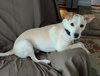 Linus