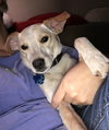Linus