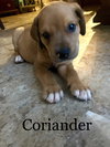 Coriander
