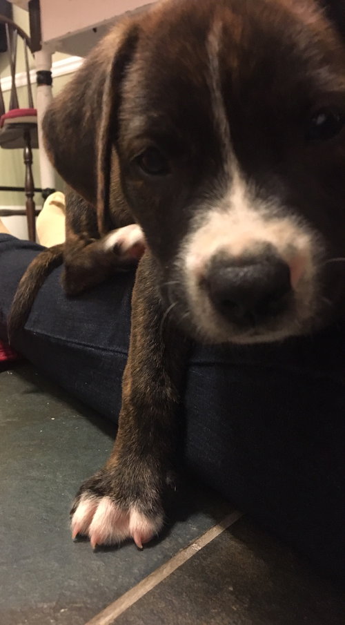 Basil