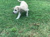 Nutmeg