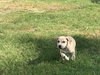 Nutmeg