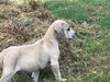 Nutmeg