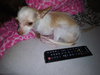Midge