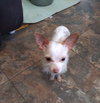 Midge