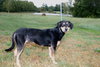 Lyla (Courtesy Post)