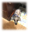 Bandit