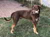 Tyson