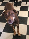 Tyson