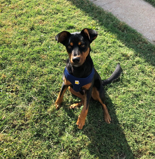 Kronk