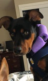 Kronk