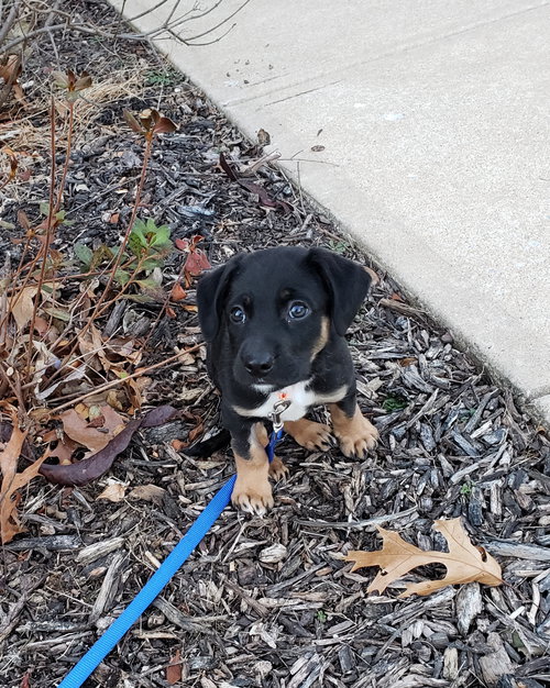 Copper