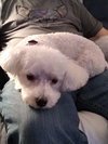 Rosie