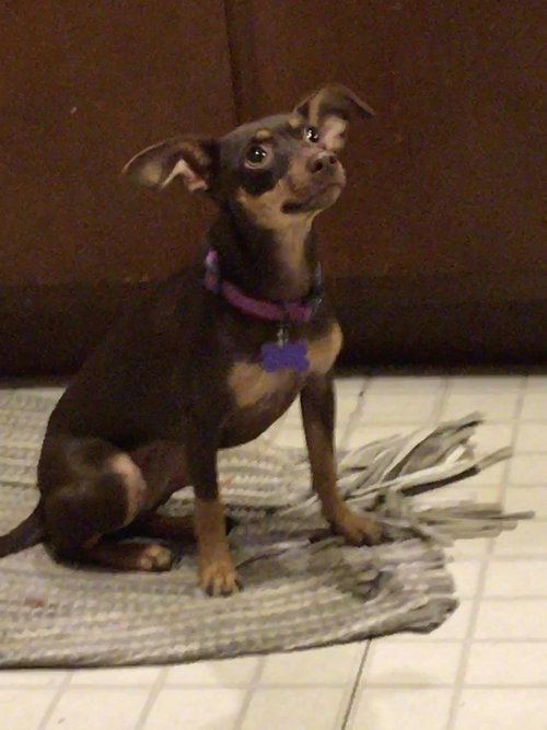 Cocoa