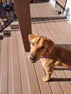 Wally