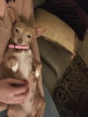 Josephine