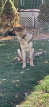 Maximillian
