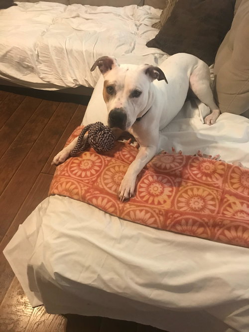 Stella