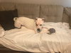 Stella