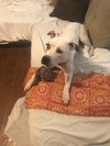 Stella