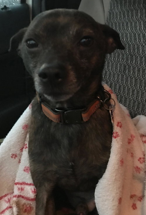 Elwood