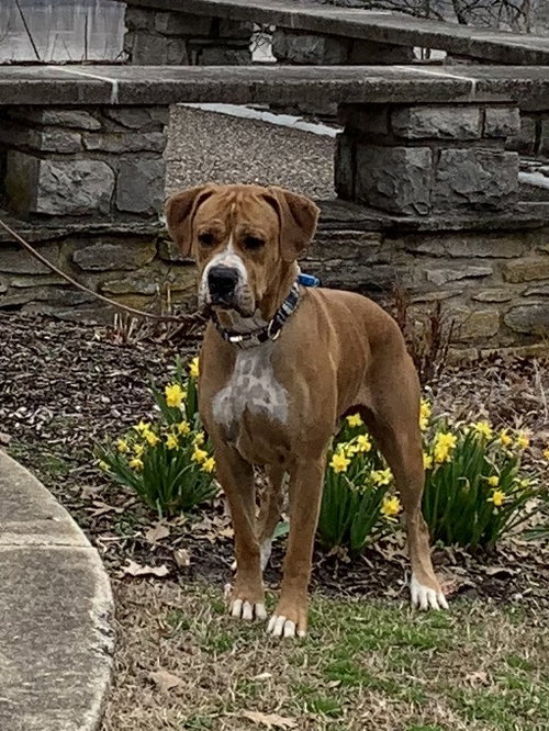 Debo