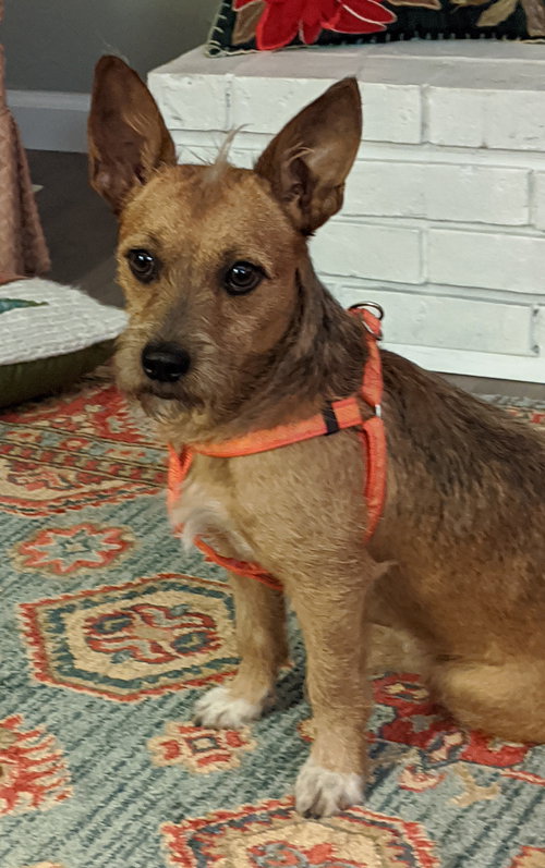 Alf