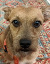 Alf