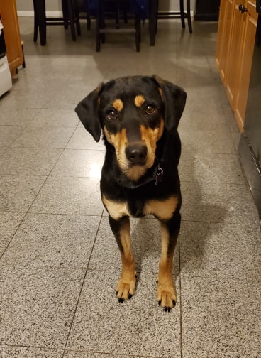 Lyla
