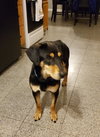 Lyla