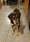 Lyla