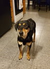 Lyla