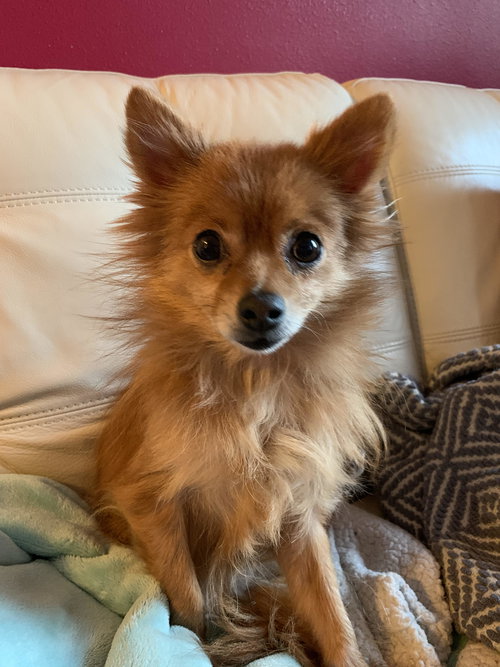 Artie