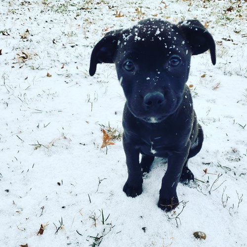 Prancer