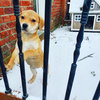 Blitzen