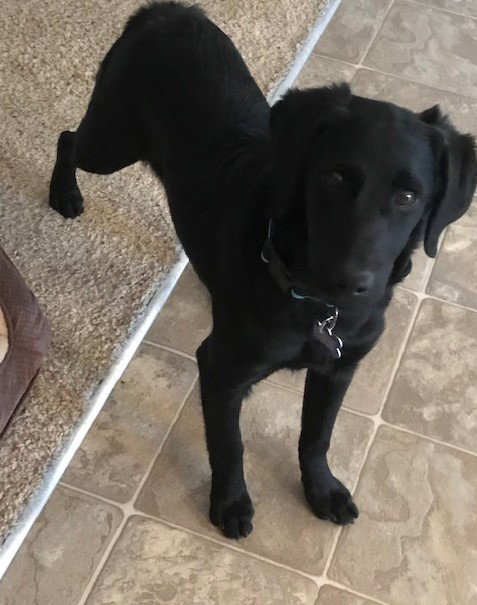 Jett