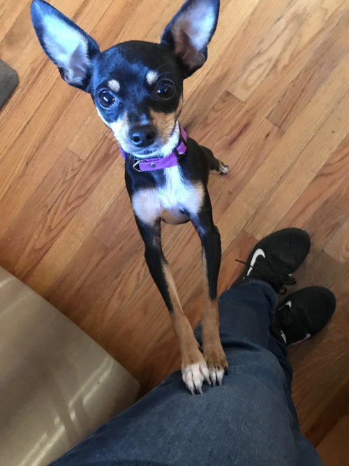 Amara