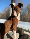 Roxi
