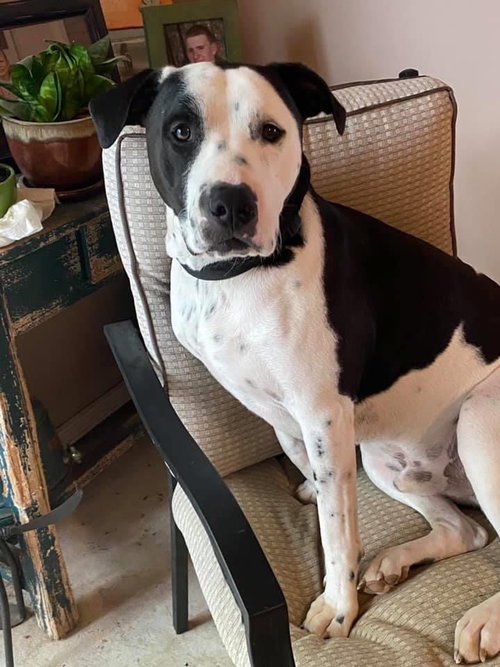 Enzo