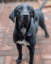 Buddy