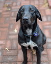 Buddy