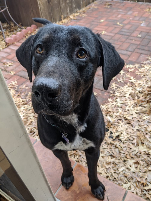 Buddy