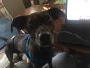 Benji