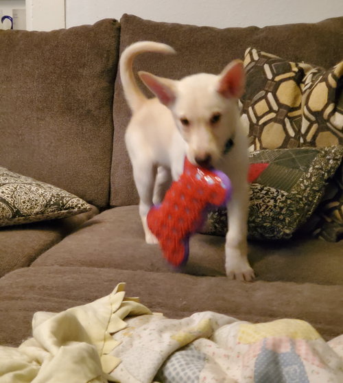 Astro
