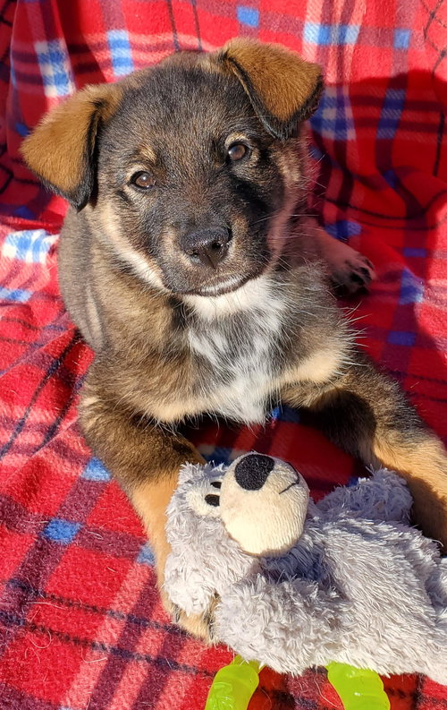 Chewbarka