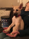 Archie