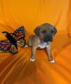 Athena
