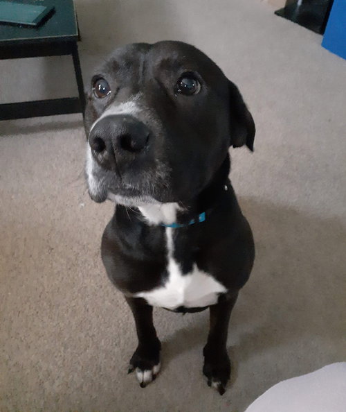 Duke