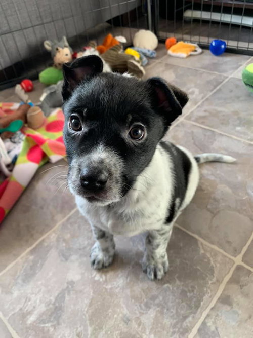 Bindi