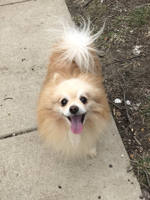 Ollie